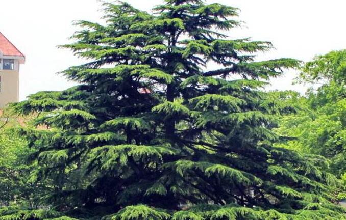  p>北非雪松(学名: i>cedrus atlantica /i> manetti)是松科,雪松属