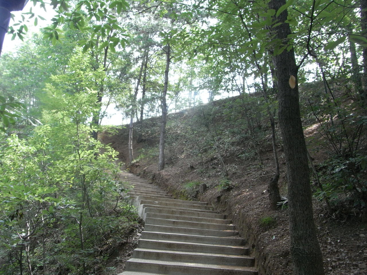 山阳苍龙山森林公园