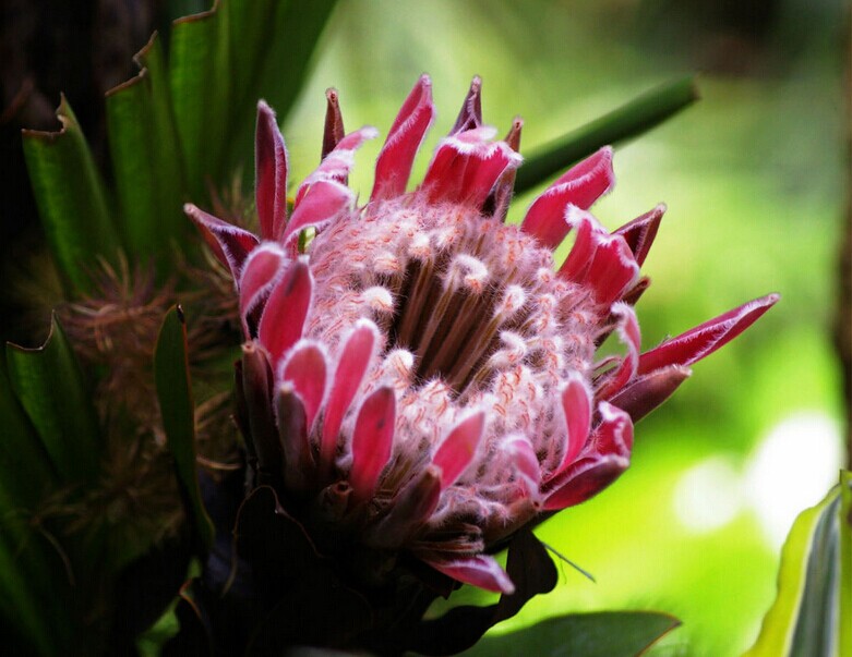 南非皇后帝王花