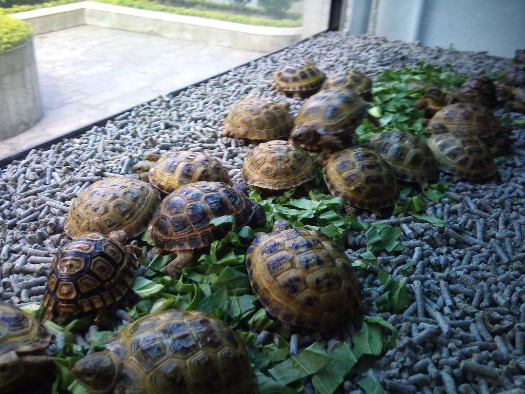  p>扁平陆龟是一种非常奇特的陆龟,如果没有见过它,那么光听名字或许