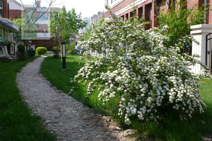  p>绣球绣线菊(学名: i>spiraea blumei /i> g.