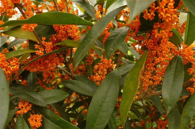  p>月月红(学名: i>osmanthus fragrangs /i> 'chenghuang