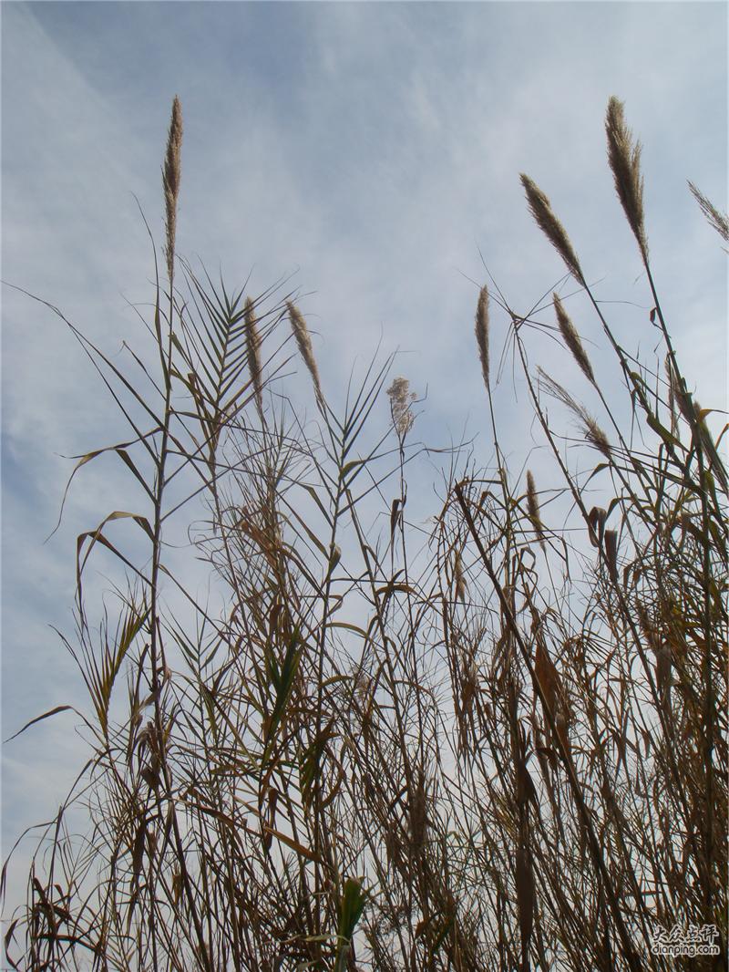  p>沙家浜芦苇荡风景区位于明媚秀丽的 a target="_blank" href="