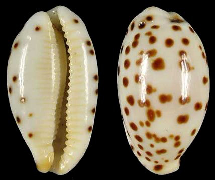  p>芝麻宝螺(学名:notadusta punctata punctata)是腹足纲宝螺科的 a