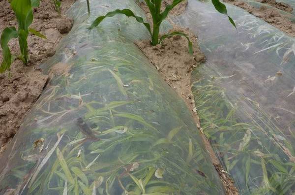  p>除草地膜是普通地膜在生产过程中加入黑色母粒或选择性 a href="#"