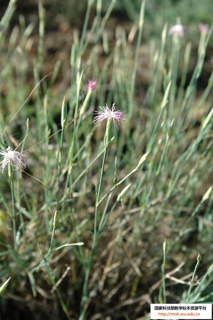  p data-id="gnyxmwn2fk">花茎,汉语词语,拼音是huā jīng,意思是