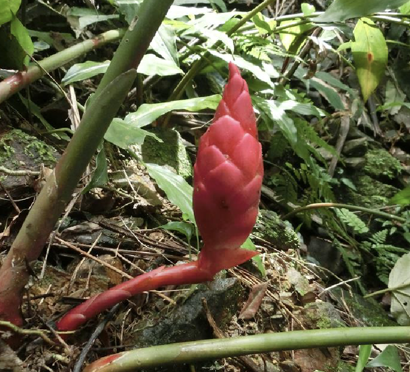  p>珊瑚姜(学名: i>zingiber corallinum /i> hance)是姜科姜属植物.