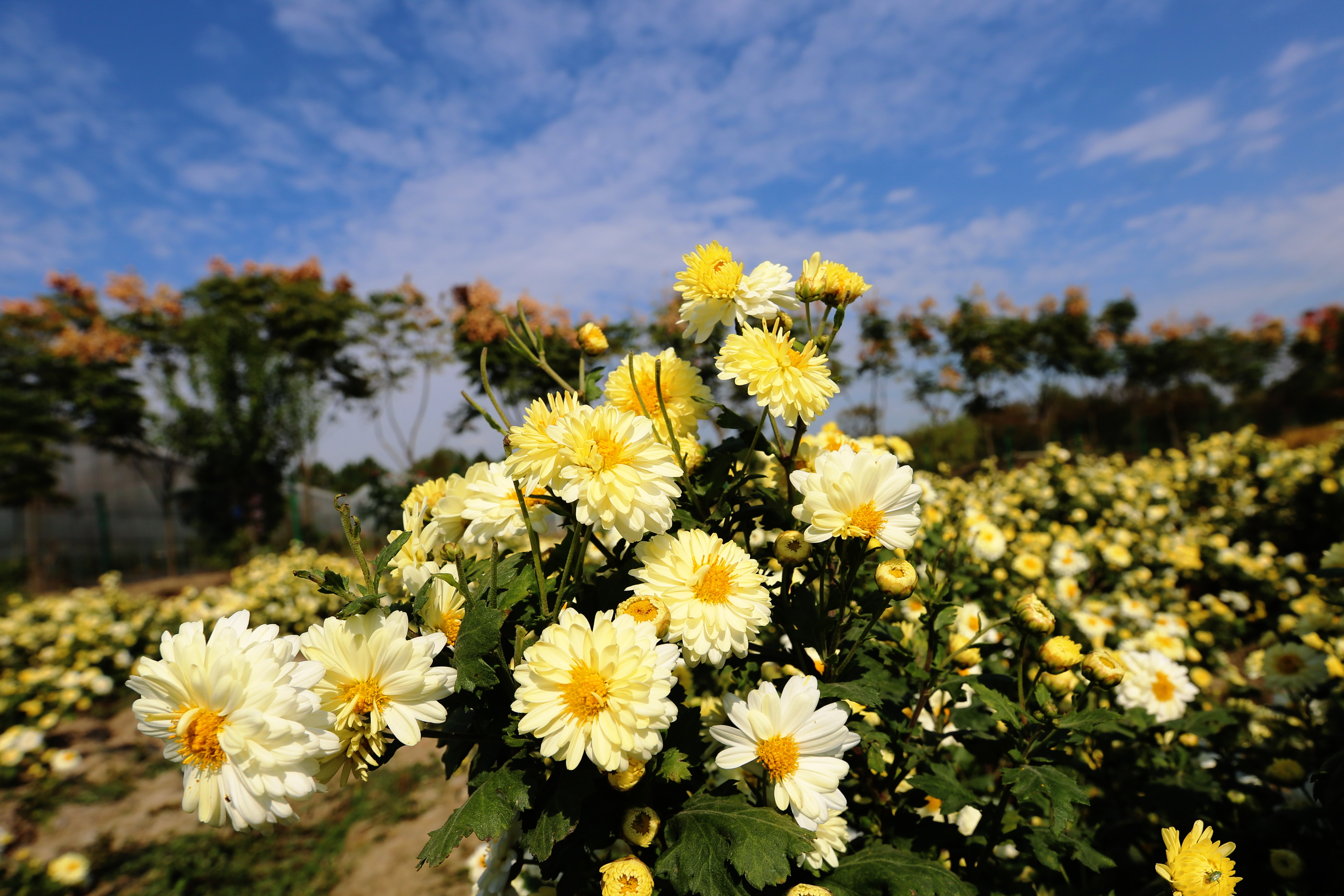 杭白菊