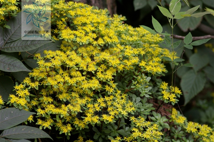  p>东南景天(学名: i>sedum alfredii /i> hance)是景天科,景天属植物