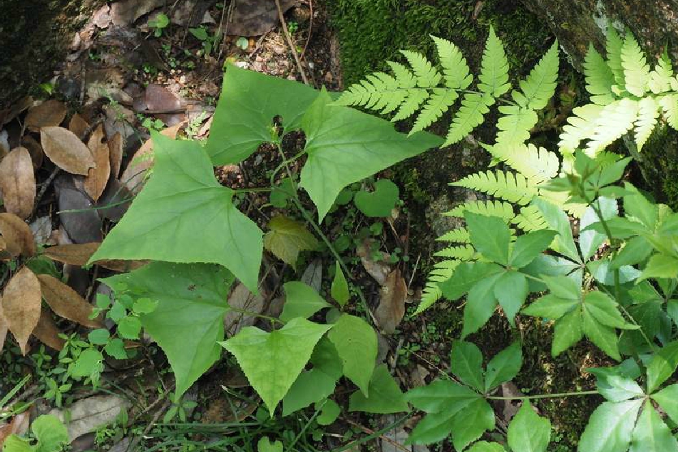  p>山尖子(学名: i>parasenecio hastatus /i> (l.) h.