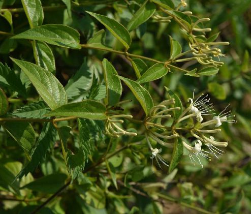 "#" data-lemmaid="10961785">藤本 /a>植物;幼枝,叶柄,叶下面,总花梗