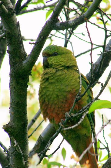  p>南方锥尾鹦鹉(学名: i>enicognathus ferrugineus /i>):是鸟纲