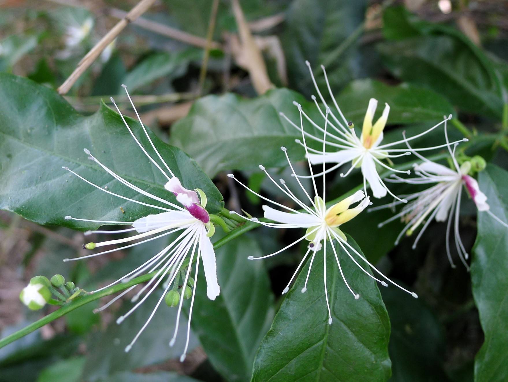  p>小刺山柑,又称牛 a target="_blank" href="/item/眼睛/362" data