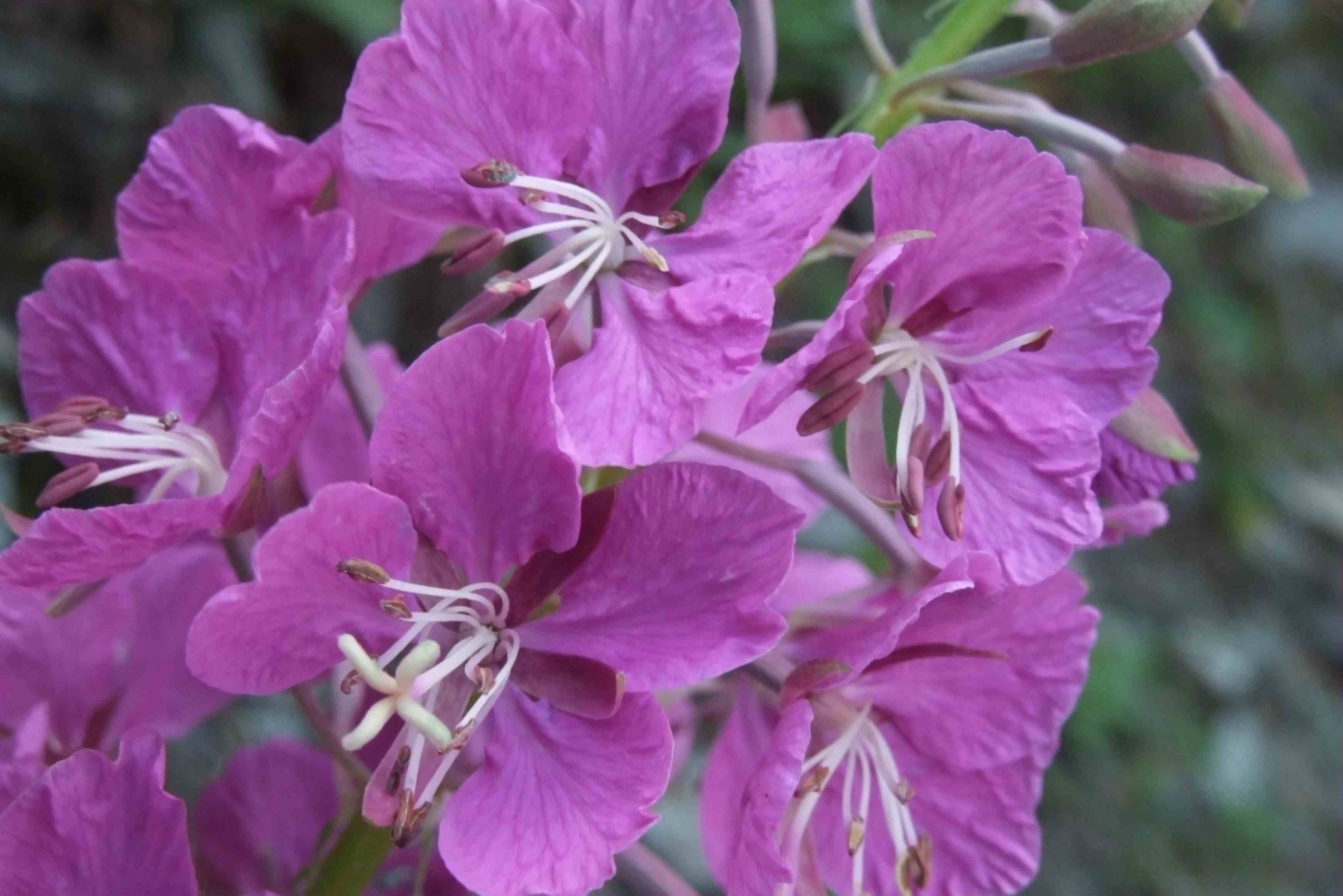  p>柳兰(学名: i>epilobium angustifolium /i> l.