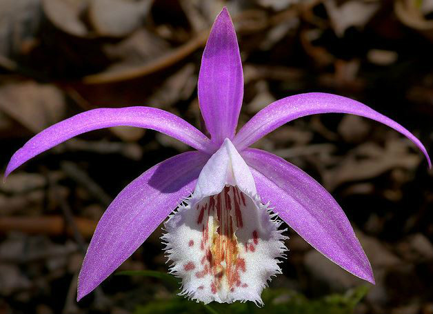  p>台湾独蒜兰(学名: i>pleione formosana  /i> hayata):半附生或 a