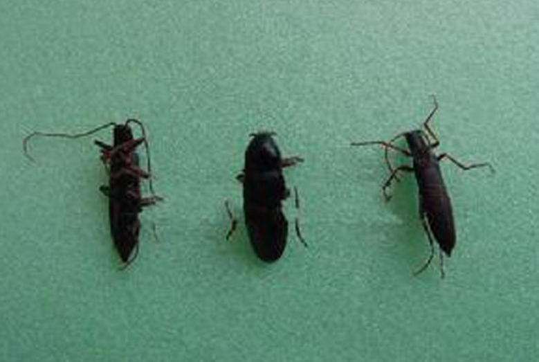  p>姜虫呈圆柱形,多弯曲而 a href="#" data-lemmaid="139583">皱缩 