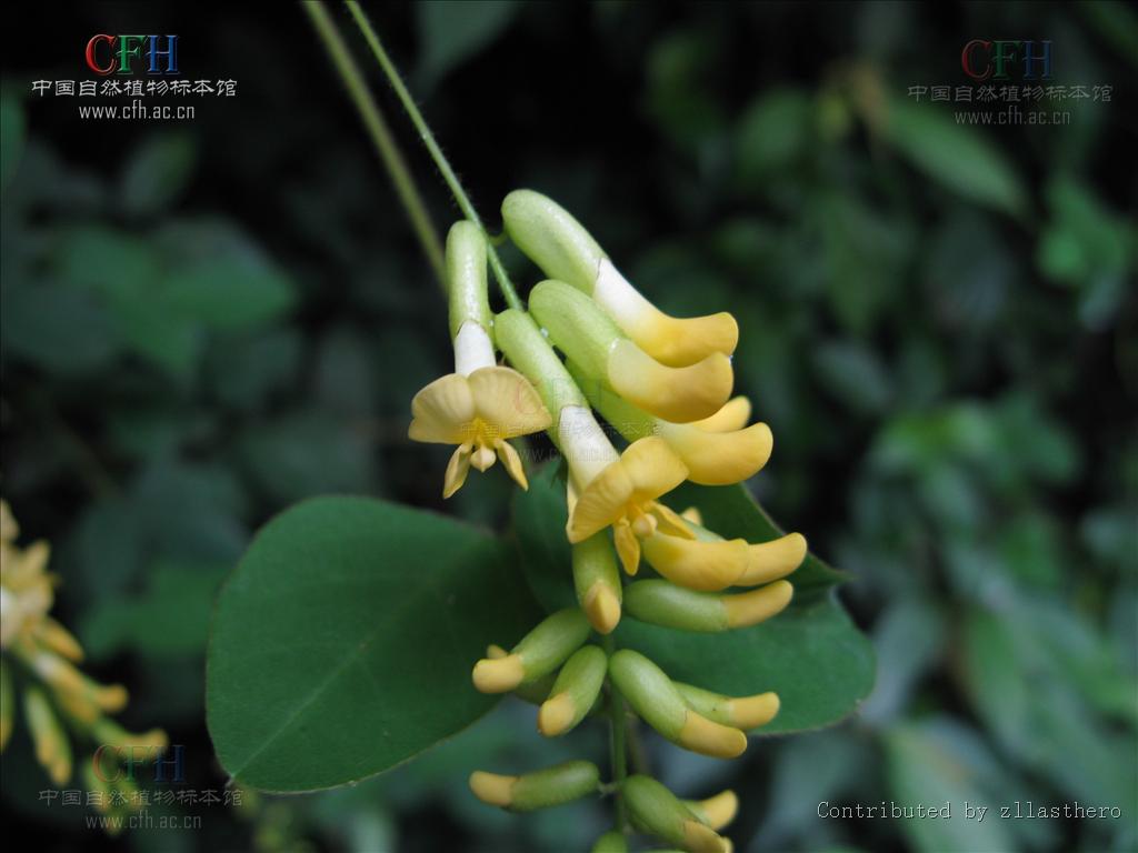 data-lemmaid="8408955">山黑豆属 /a>的一种,缠绕状草质藤本