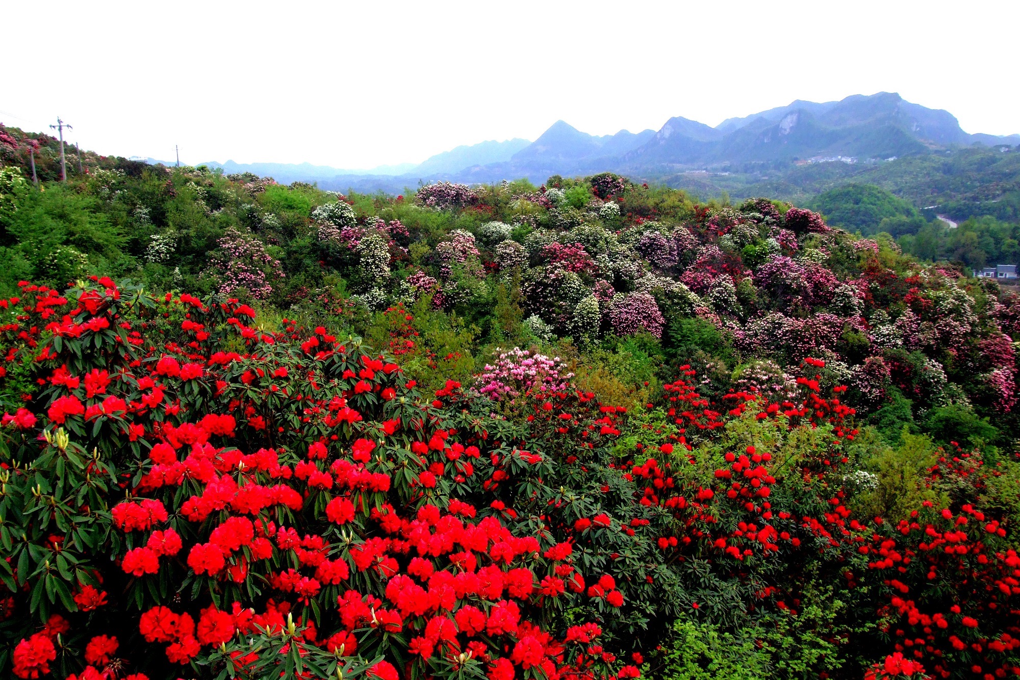 百里杜鹃风景区