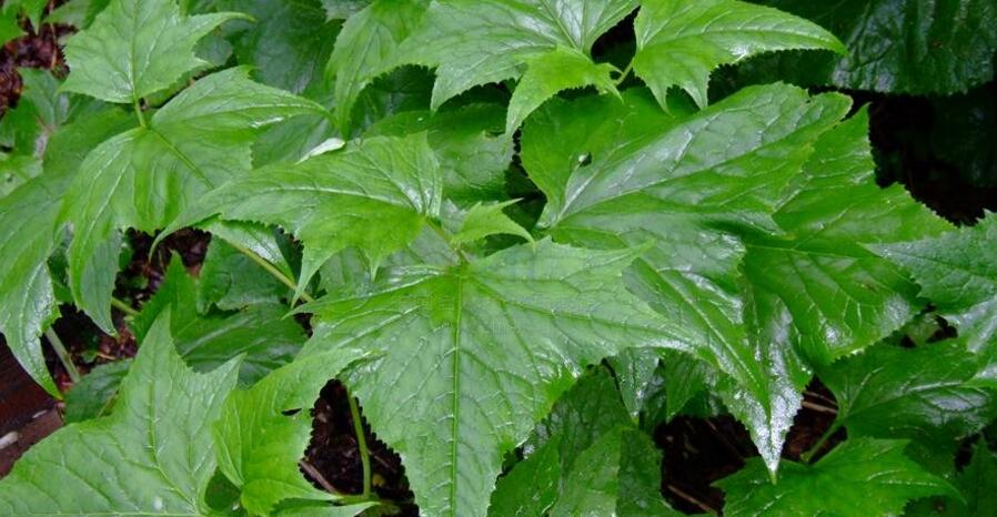  p>川鄂蟹甲草为 a target="_blank" href="/item/蟹甲草属/3021988"