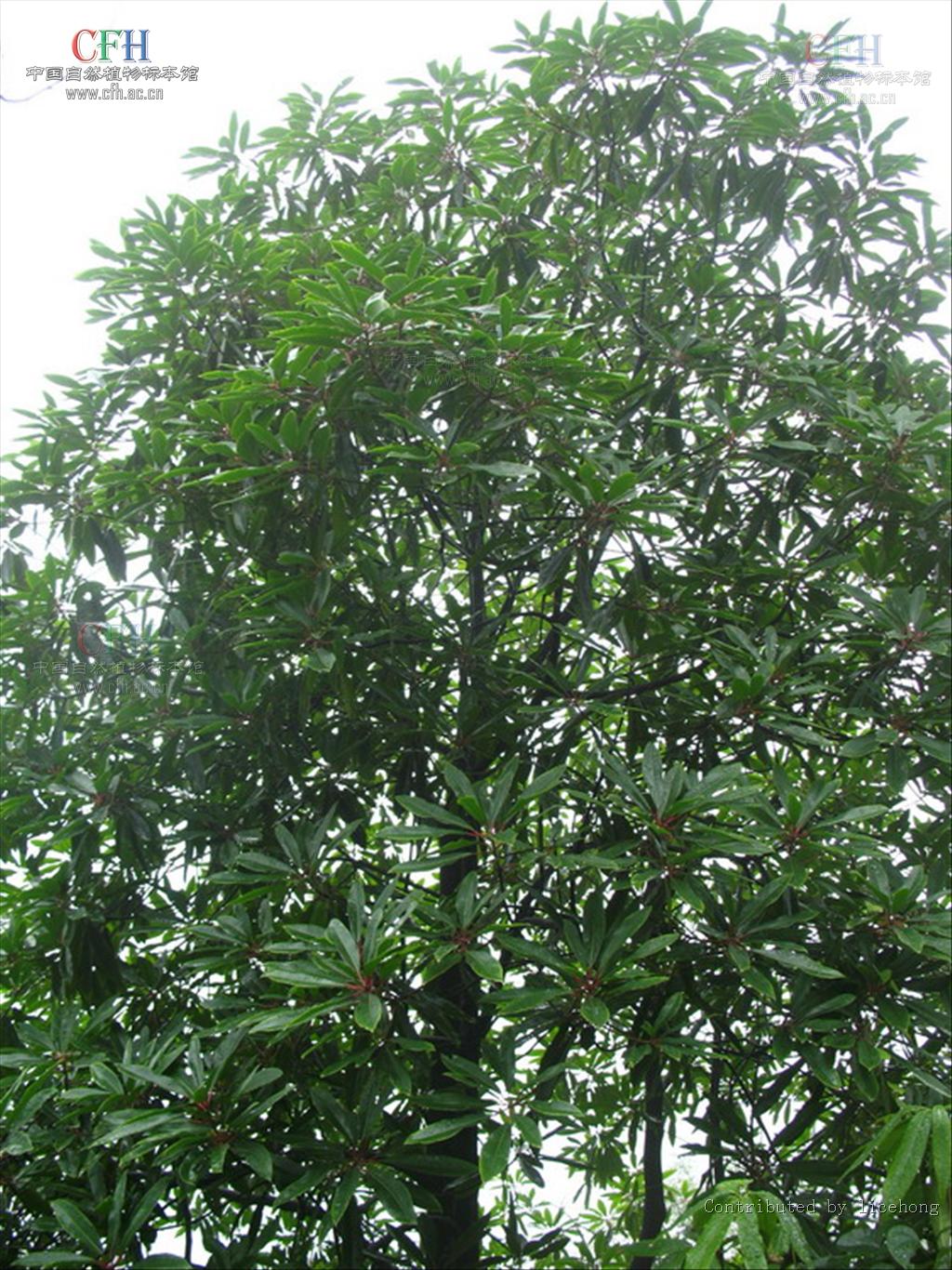  p>交让木属, a href="#">交让木科 /a>,25种,分布于 a href="#" data