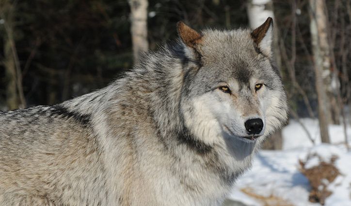  p>大平原狼(学名: i>canis lupus nubilus /i>)是灰狼的 a target="