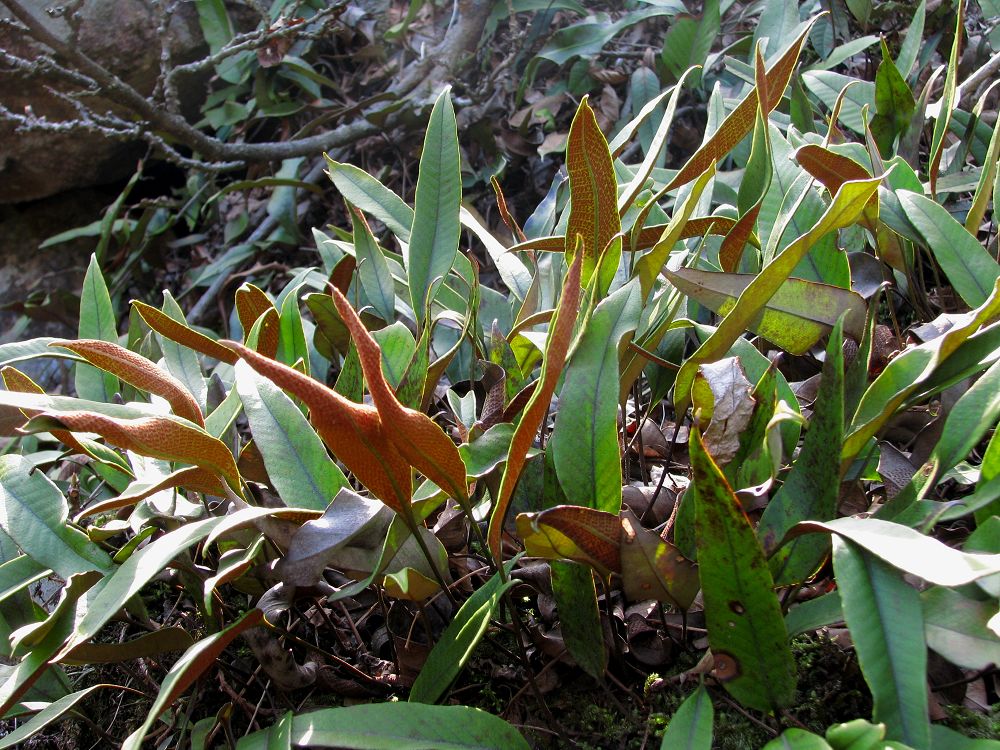 item/石樜/9347725" data-lemmaid="9347725">石樜 /a>,石皮,金星草等