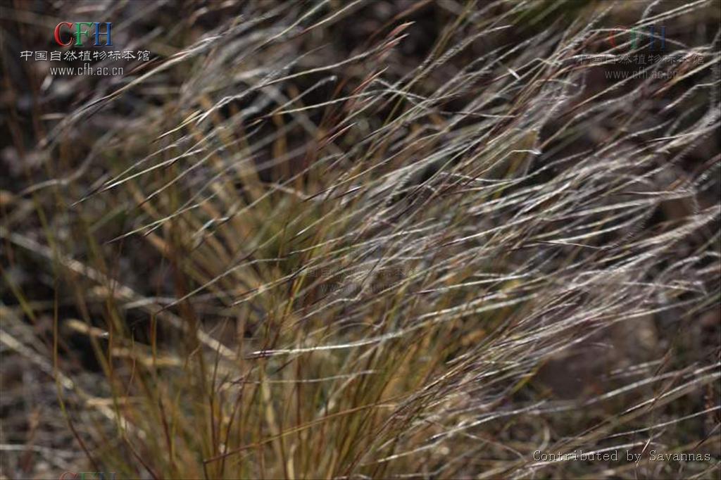  p>紫花针茅(学名: i>stipa purpurea /i> griseb.