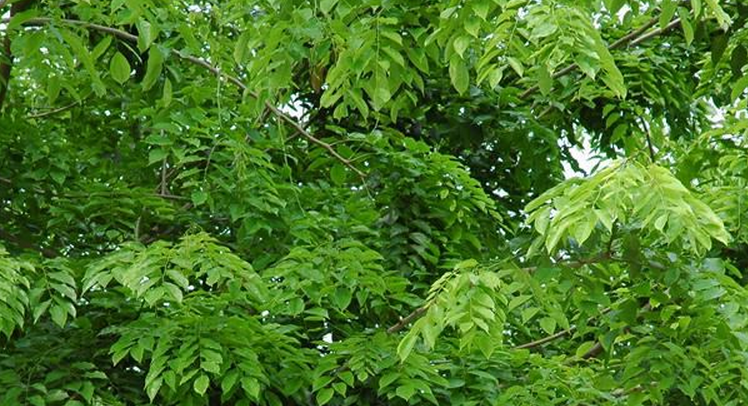 这种木材具有很强的香味,并可以持续很多年,因此被称为"蔷薇木".