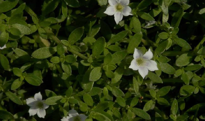  p>小牙草属,茜草科,10种,分布于热带亚洲,大洋洲和太平洋岛屿,其中小