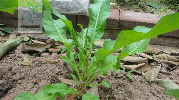 rumex trisetifer)是蓼科酸模属植物,又名海滨酸模,假菠菜
