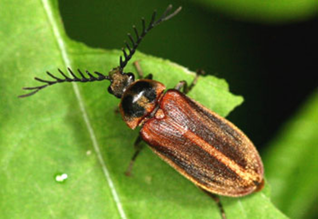 dascillidae guérin-méneville