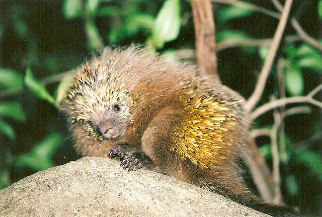 orange-spined hairy dwarf porcupine