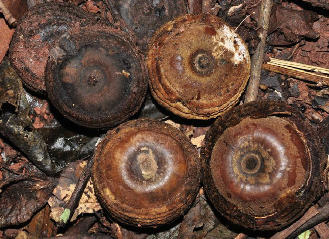  p>大果青冈(学名: i>cyclobalanopsis rex /i> (hemsl.) schott.