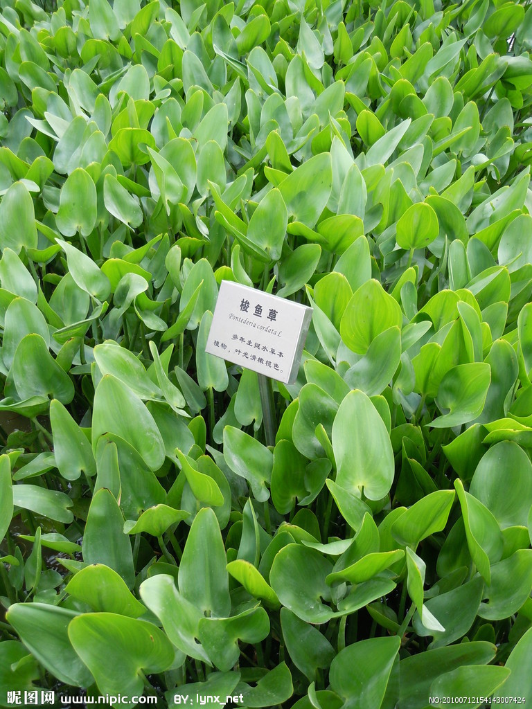 是雨久花科,梭鱼草属多年生挺水或湿生 a href="#">草本 /a>植物,株