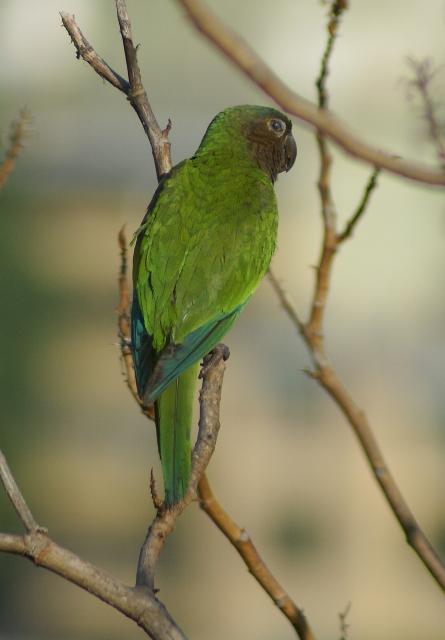 褐喉锥尾鹦鹉委内瑞拉亚种