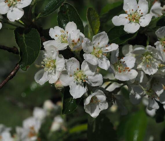  p>变叶海棠(学名: i>malus toringoides /i> (rehder) hughes )是