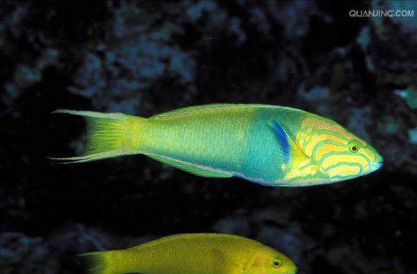 thalassoma lutescens