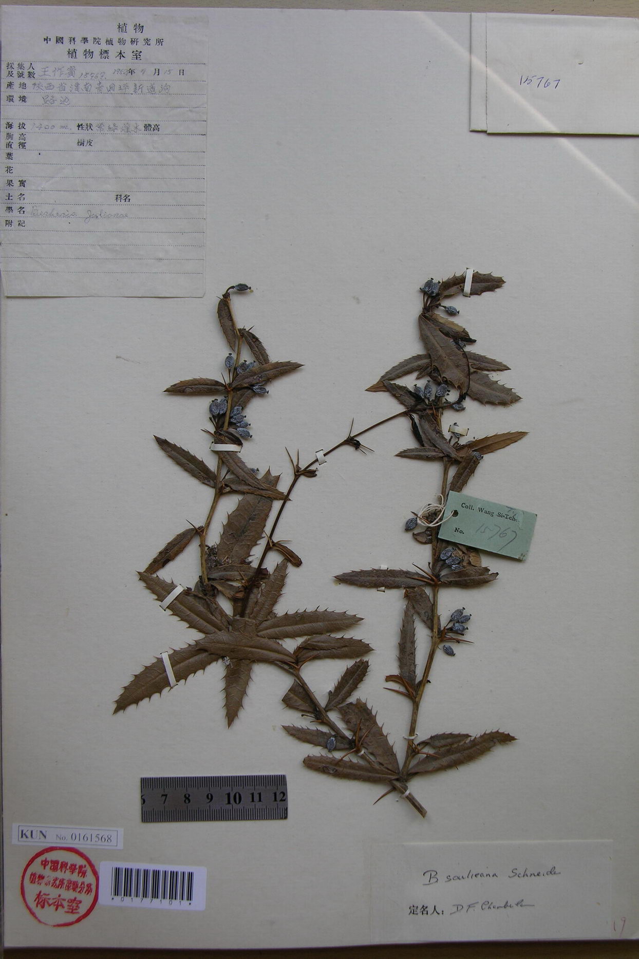  p>豪猪刺(学名: i>berberis julianae /i> schneid.