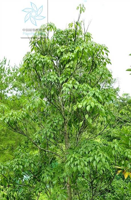 樟叶泡花树_百度百科