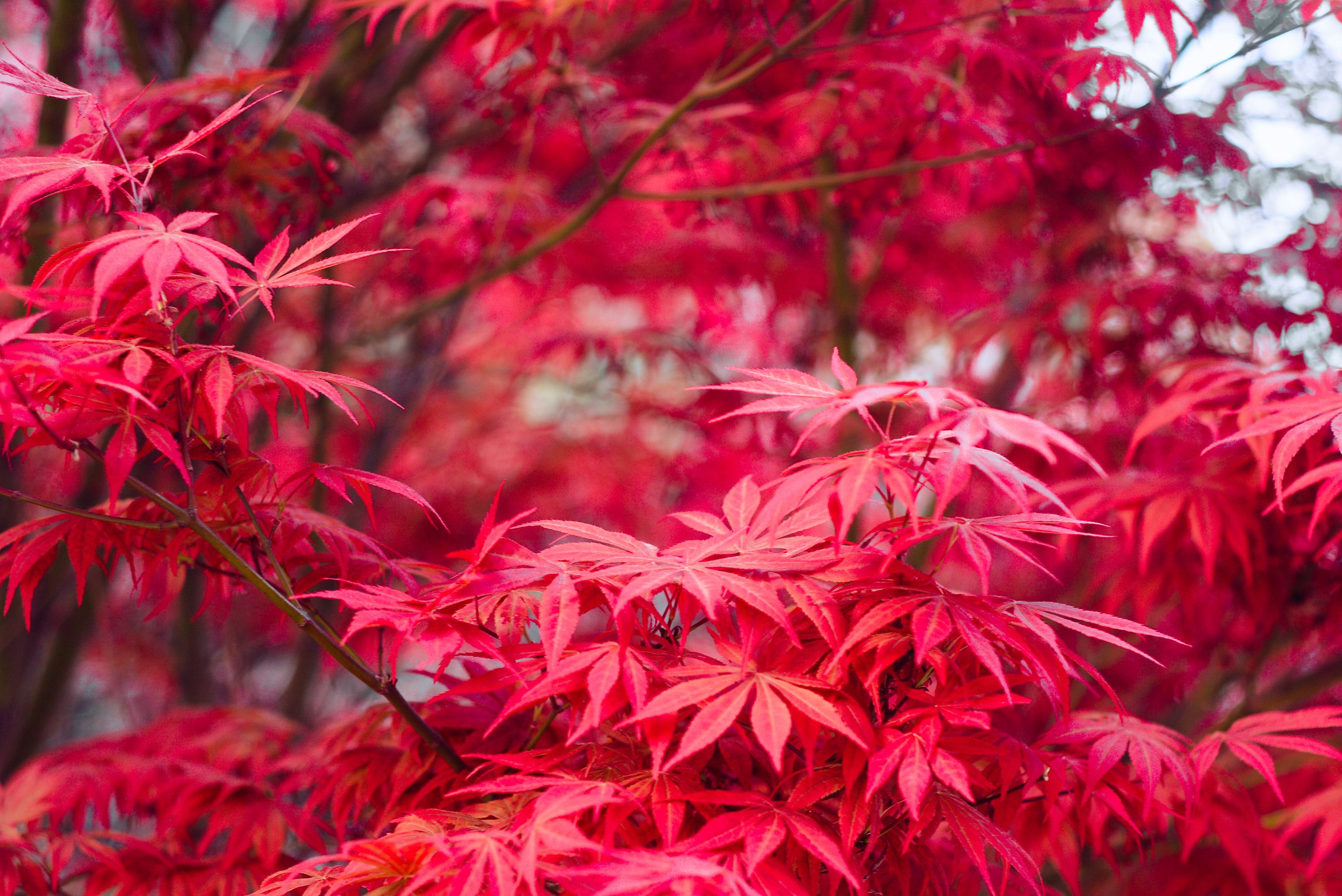 红枫哪个品种最珍贵(什么品种红枫四季都红)