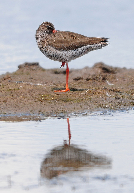 common redshank