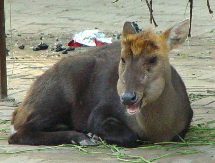 (学名: i>muntiacus crinifrons /i>),别称乌金麂,蓬头麂,红头麂,麂子