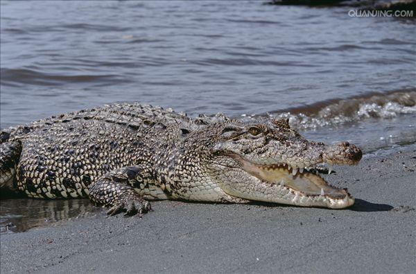  p>湾鳄(学名: i>crocodylus porosus /i>)是鳄科,鳄属的一种鳄鱼.