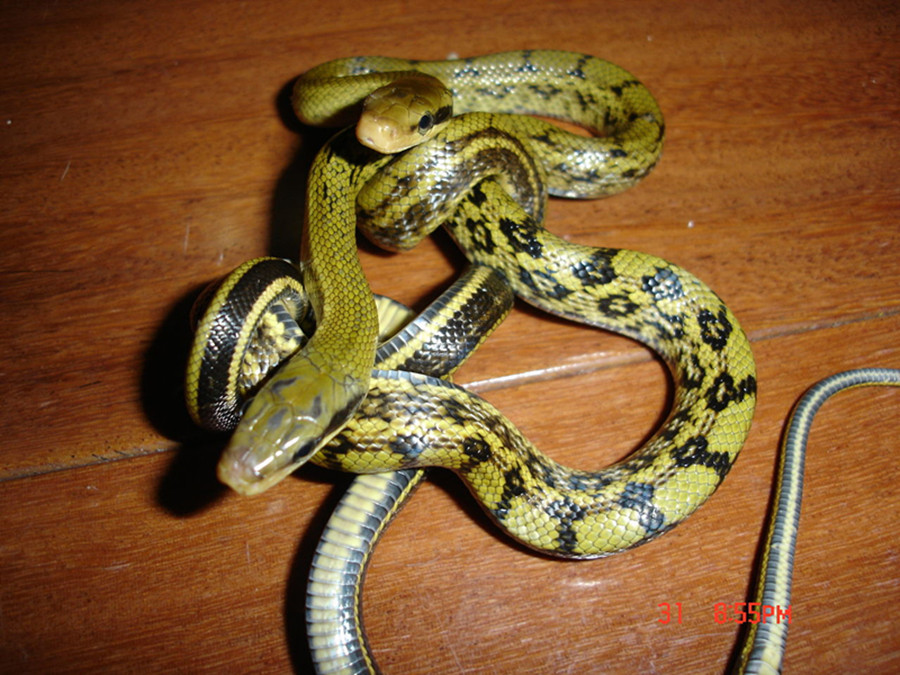  p>黑眉锦蛇(拉丁名:elaphe taeniura)是大型无毒蛇,全长可达2米左右.