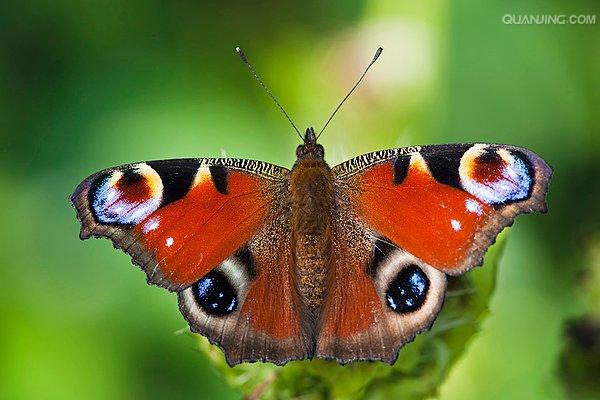 大孔雀蝶