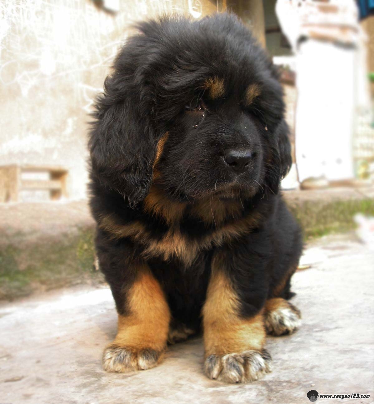  p>狮头藏獒,犬科犬属的动物,藏獒的一种,毛长,灵活,性烈,善斗,体形