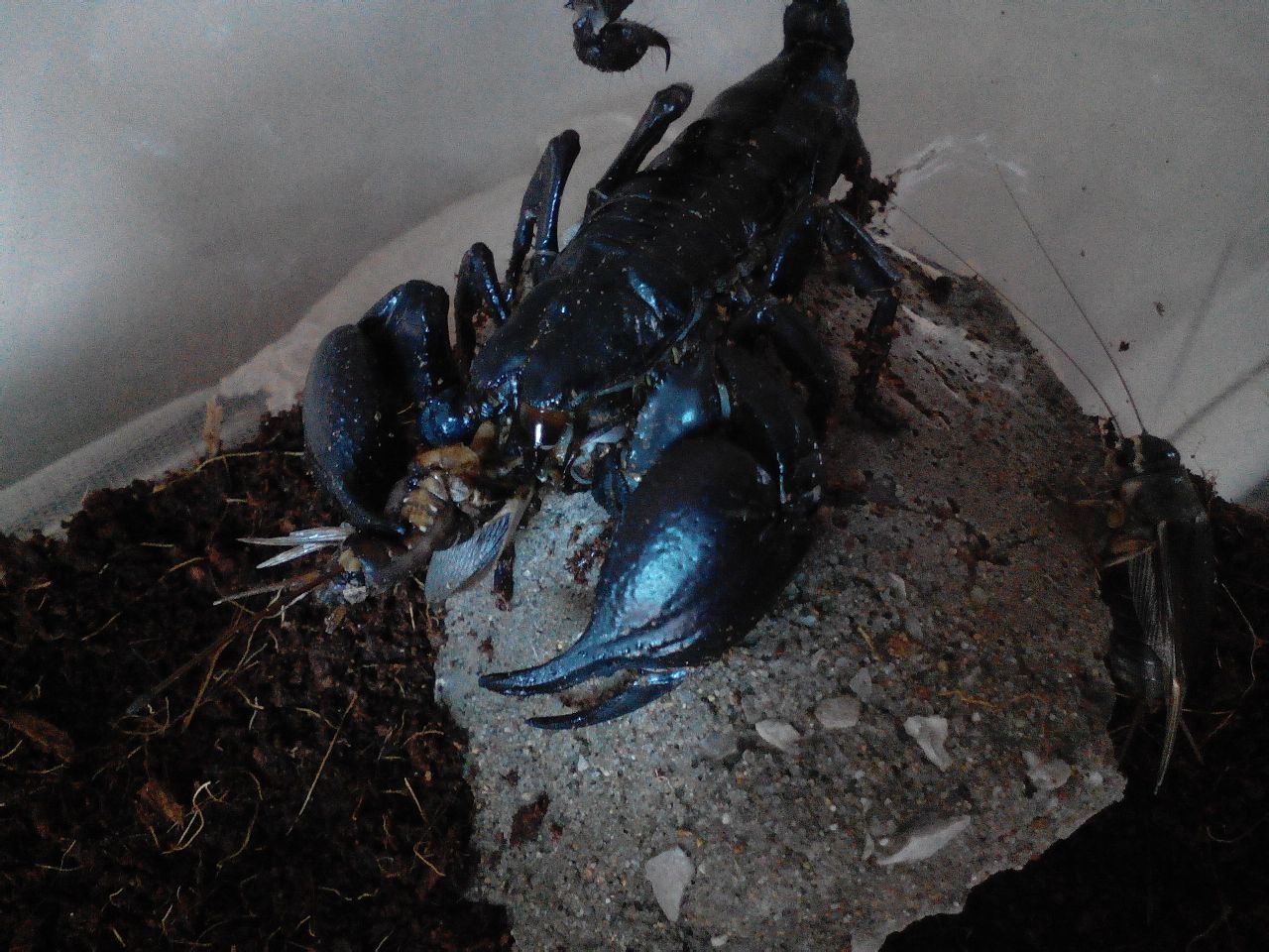 马来西亚雨林蝎