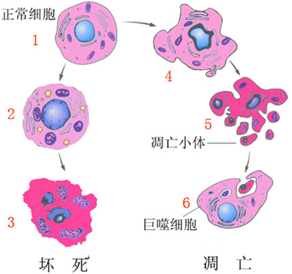 包裹胞质,内含dna物质及细胞器,形成泡状小体称为凋亡小体(apoptosis