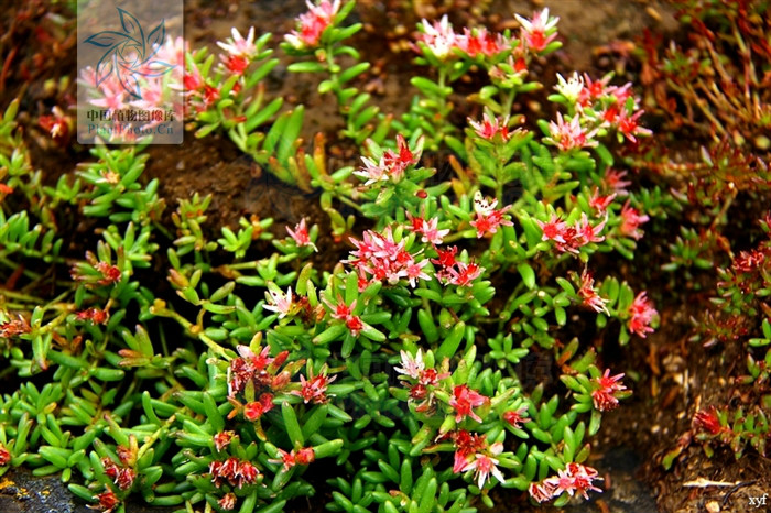  p> b>背药红景天 /b>(学名: i>rhodiola hobsonii /i>)为景天科 a