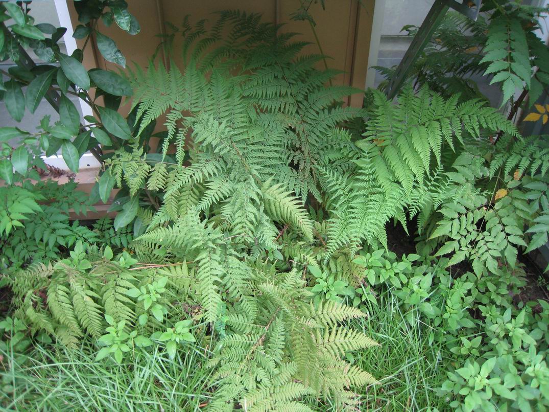  p>金星蕨科属于薄囊蕨纲植物. 陆生植物.